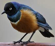 Superb Starling