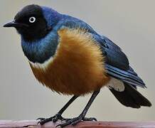 Superb Starling