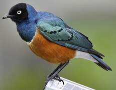 Superb Starling