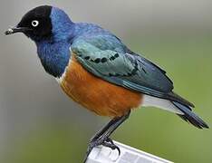 Superb Starling