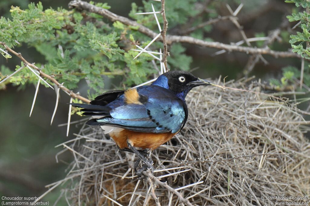 Superb Starling