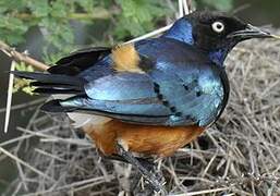 Superb Starling