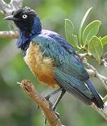 Superb Starling