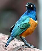 Superb Starling