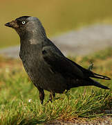 Western Jackdaw