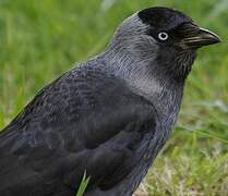 Western Jackdaw