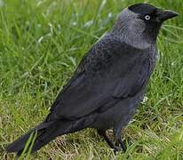 Western Jackdaw