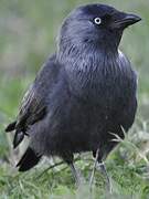 Western Jackdaw