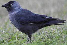 Western Jackdaw