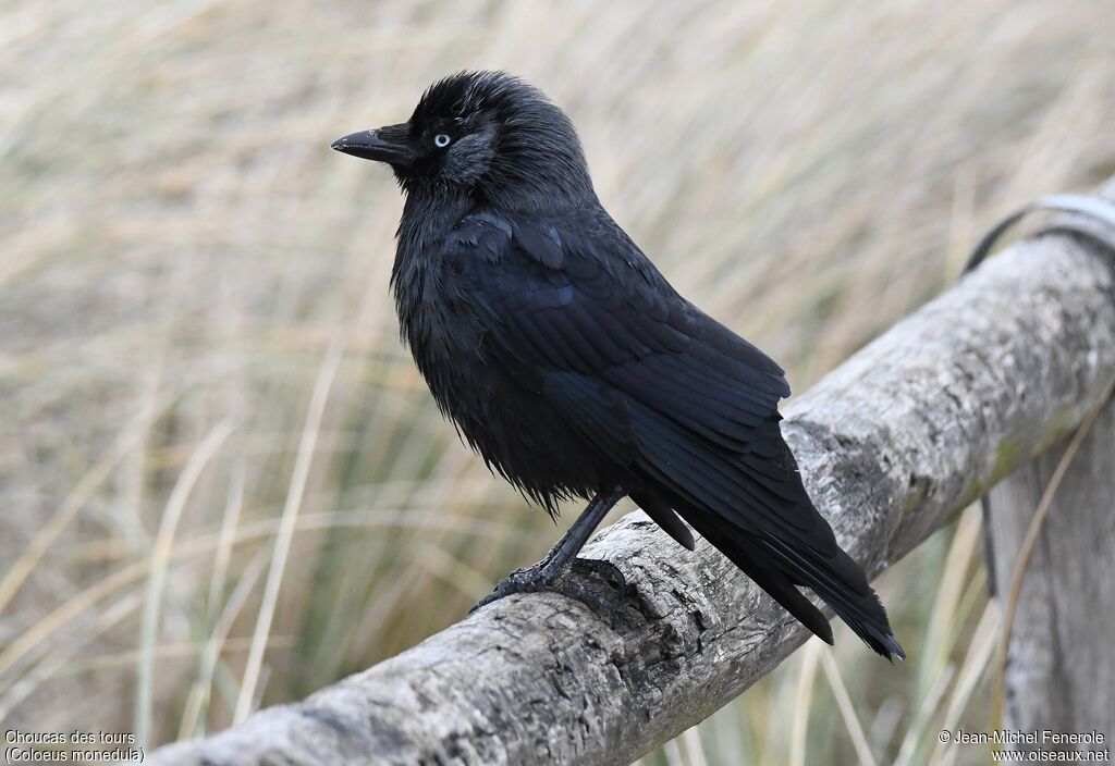 Western Jackdaw