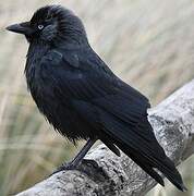 Western Jackdaw