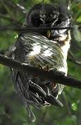 African Wood Owl