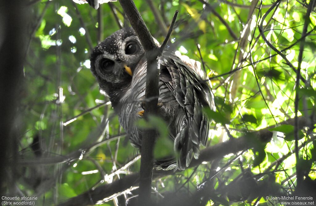 African Wood Owl