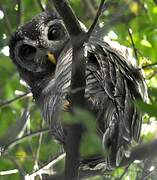 African Wood Owl