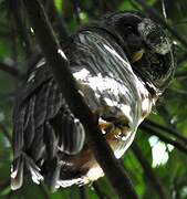 African Wood Owl