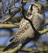 Northern Hawk-Owl