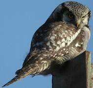 Northern Hawk-Owl