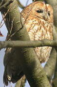 Tawny Owl