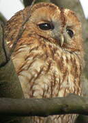 Tawny Owl