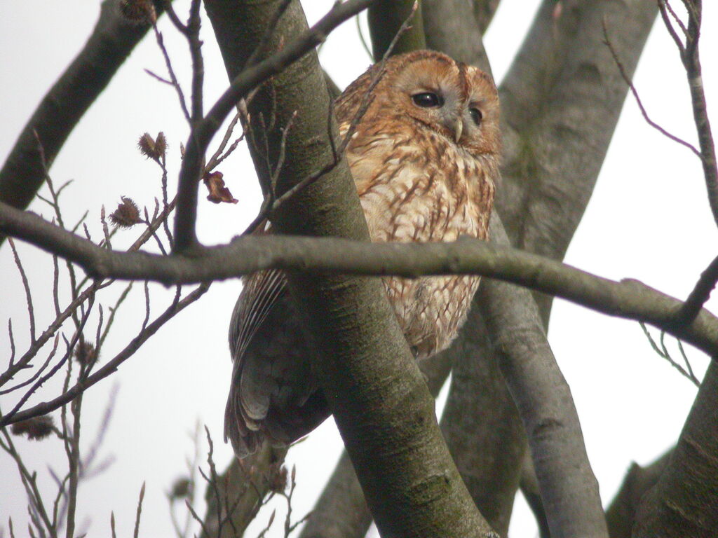 Tawny Owl