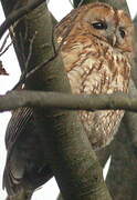 Tawny Owl