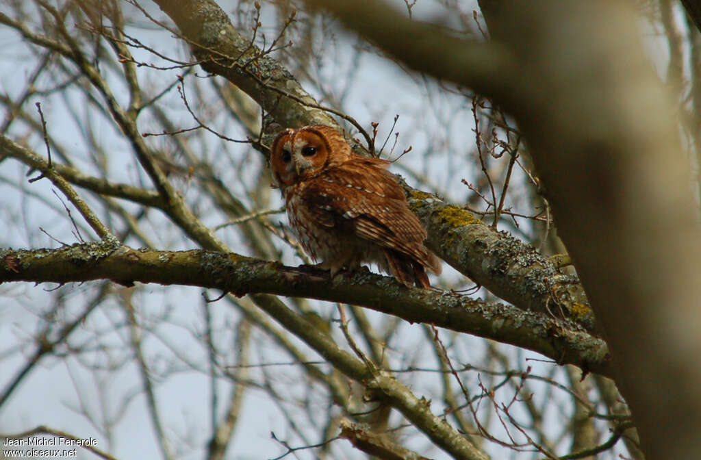 Chouette hulotteadulte, identification