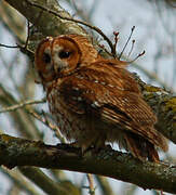 Tawny Owl