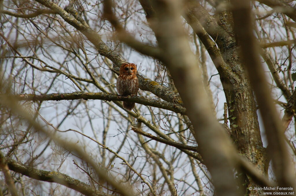 Tawny Owl