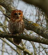 Tawny Owl