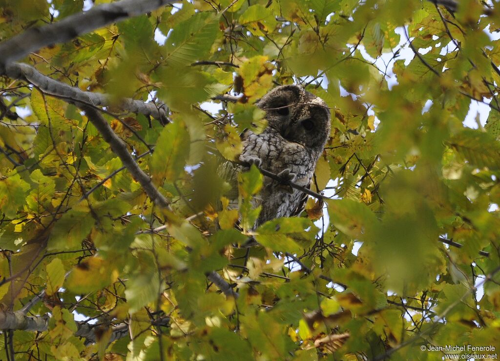 Tawny Owl