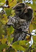 Tawny Owl