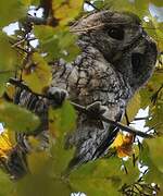 Tawny Owl