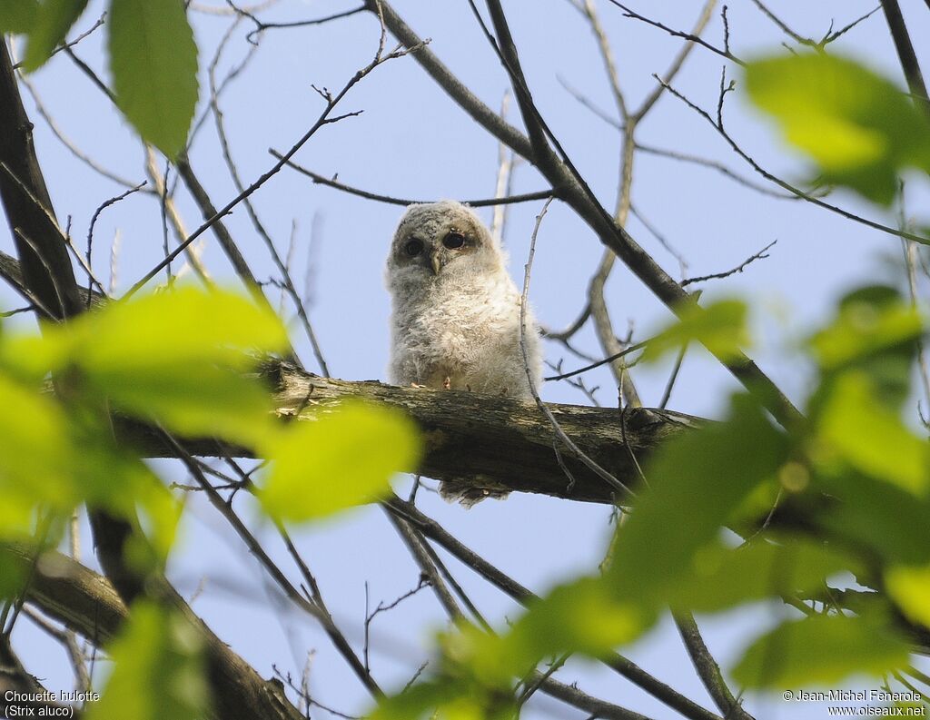 Tawny Owl