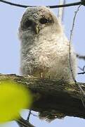 Tawny Owl