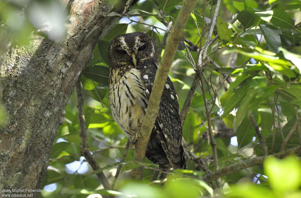 Mottled Owladult, identification