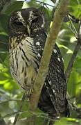 Mottled Owl