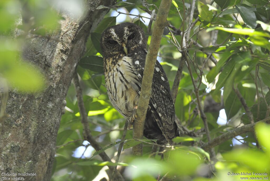 Mottled Owl