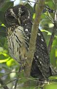 Mottled Owl