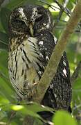 Mottled Owl