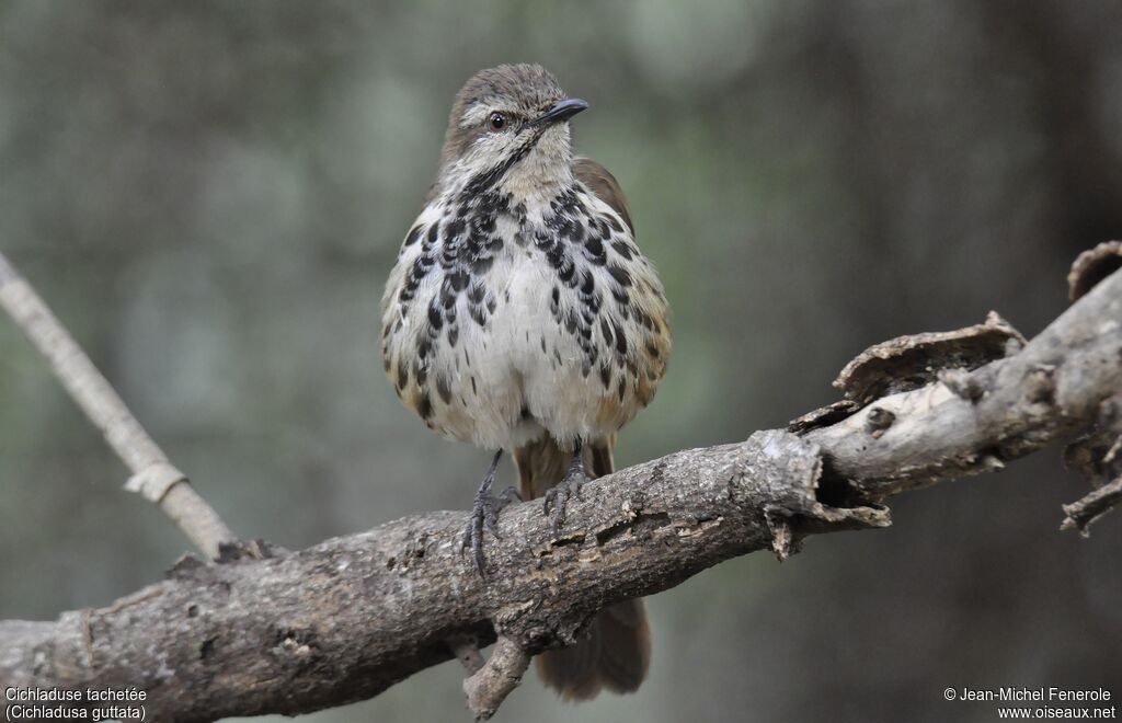 Spotted Palm Thrush