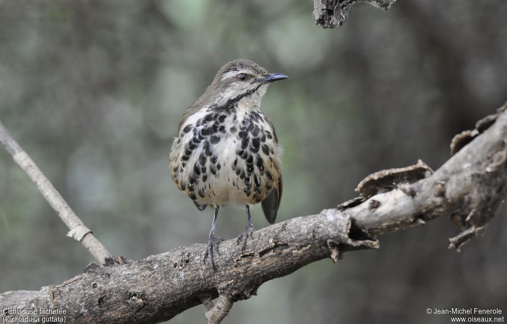 Spotted Palm Thrush