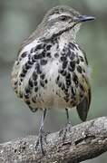 Spotted Palm Thrush