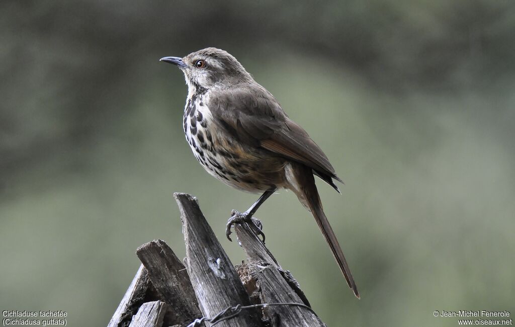 Spotted Palm Thrush