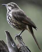 Spotted Palm Thrush