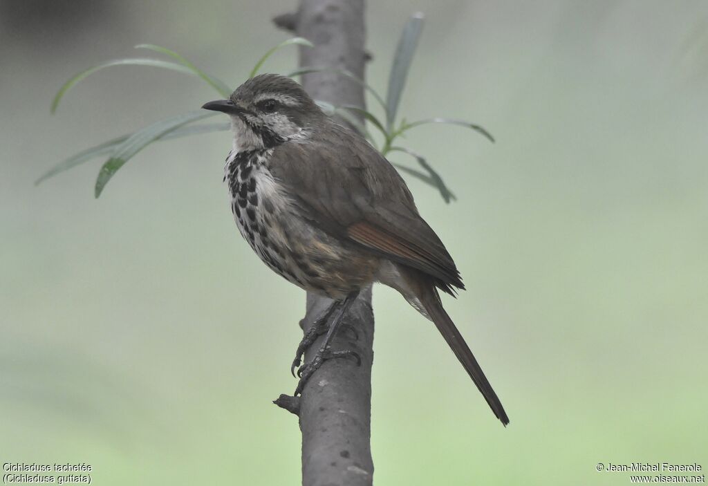 Spotted Palm Thrush