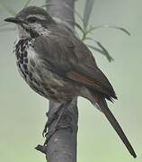 Spotted Palm Thrush