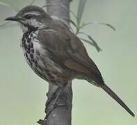 Spotted Palm Thrush