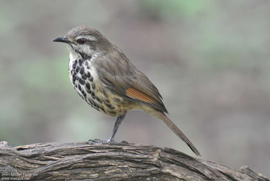 Cichladuse tachetéeadulte, identification