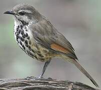 Spotted Palm Thrush