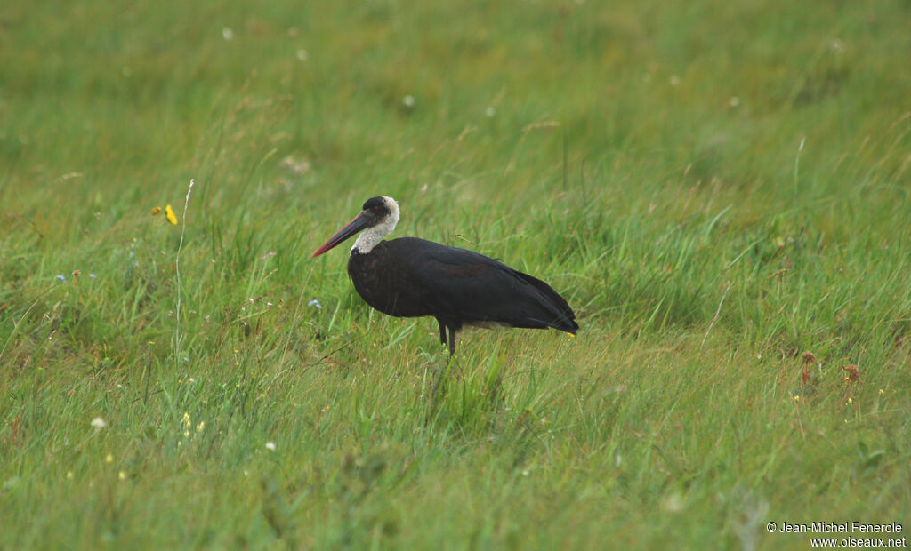 Cigogne à pattes noires